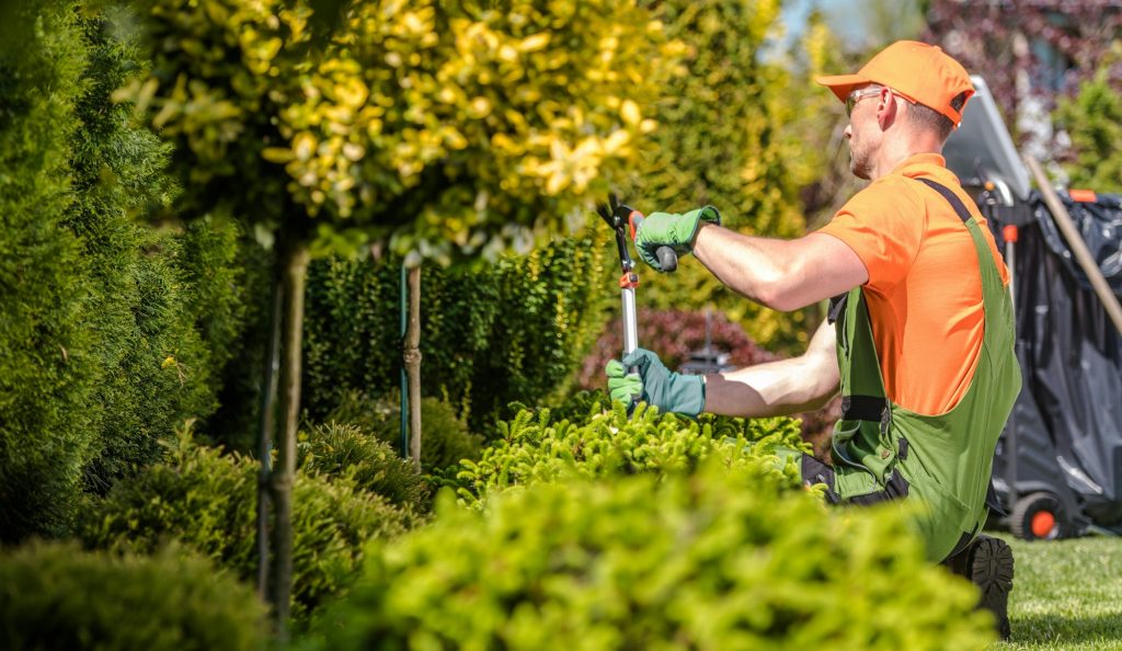 Seasonal Garden Trees Trimming New Bern Market