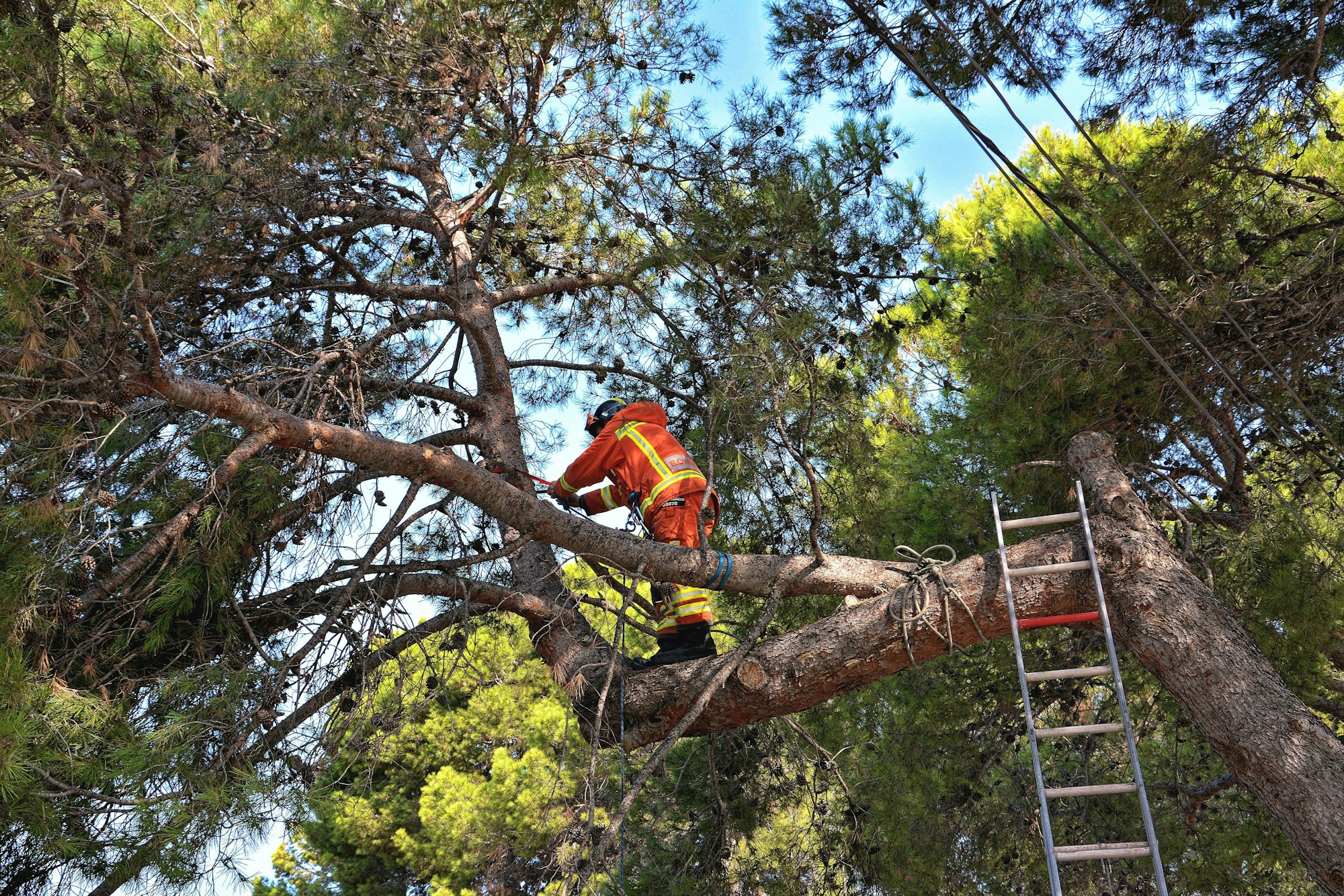 Tree Services