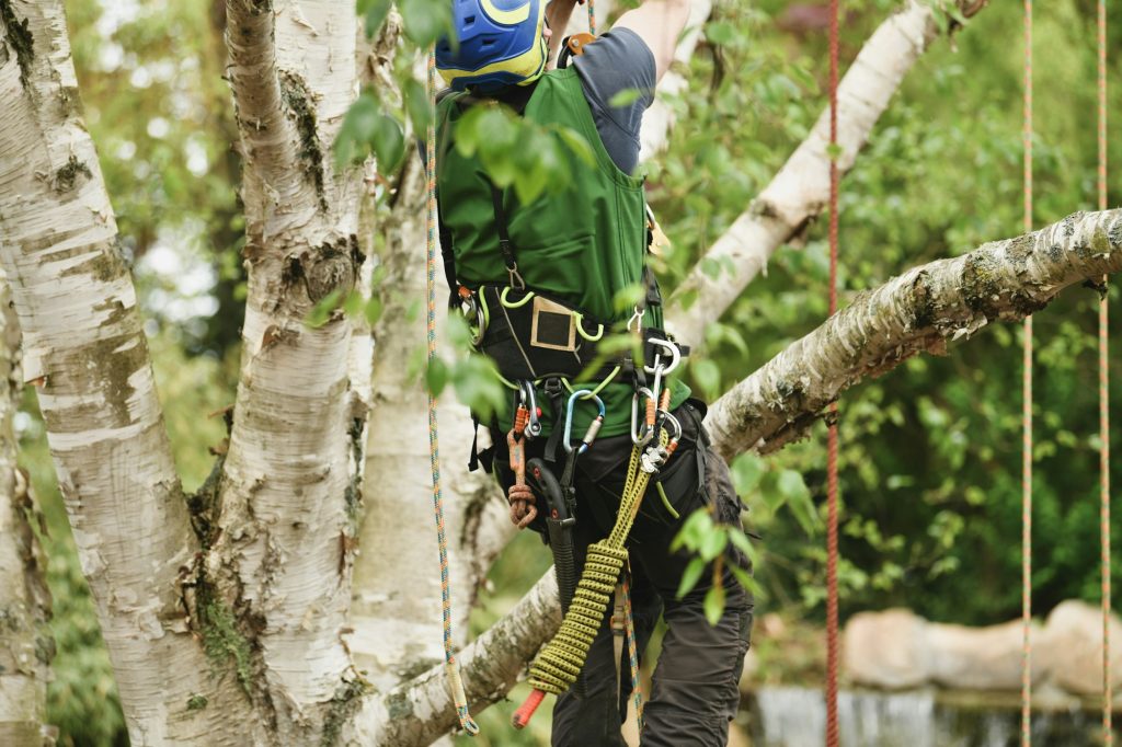 Man climber on a tree to trim branches Tree Services